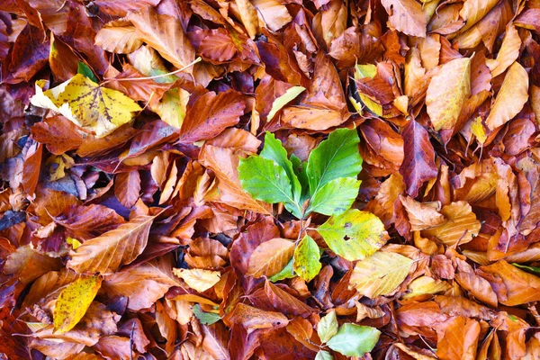 Natural background of fallen leaves. Outdoor. — Stock Photo, Image