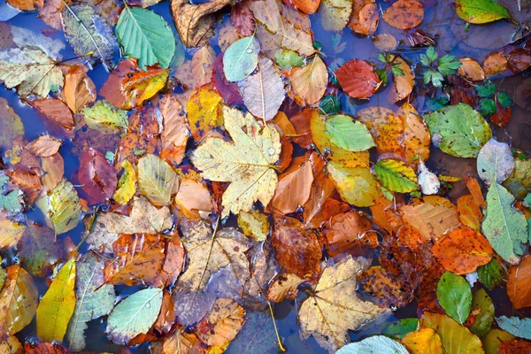 Přirozené pozadí spadlého listí. Podzimní listí na louži — Stock fotografie