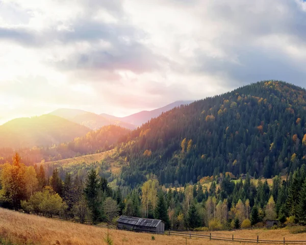 Paisagem de montanha incrível com árvores coloridas e ervas . — Fotografia de Stock