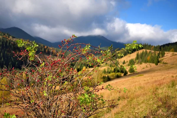 El rosal con las bayas sobre el fondo de las montañas otoñales . — Foto de Stock