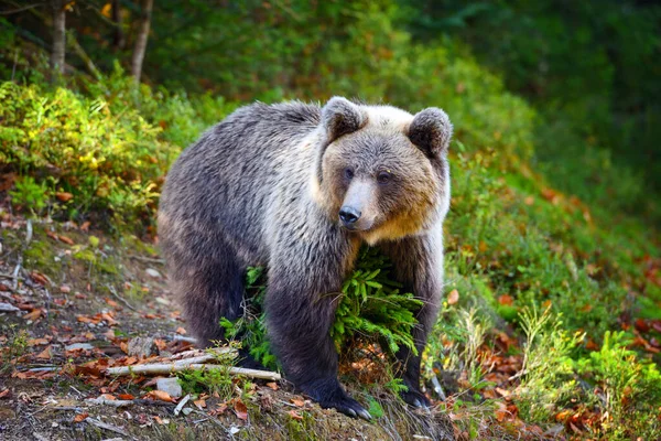 Ung europeisk brunbjörn i auktoritetsskogen — Stockfoto