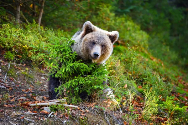 Νεαρή ευρωπαϊκή καφέ αρκούδα στο αυθεντικό δάσος — Φωτογραφία Αρχείου