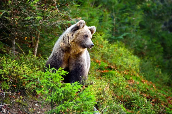 Ung europeisk brunbjörn i auktoritetsskogen — Stockfoto