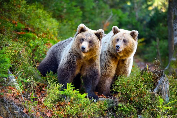 Dva mladí medvědi hnědí v lesích — Stock fotografie