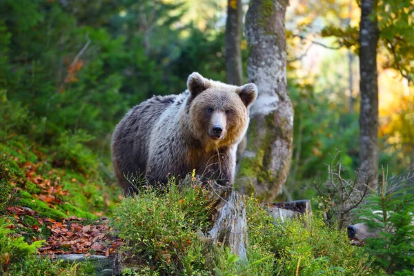 Young european brown bear in the authumn forest — Stock Photo, Image