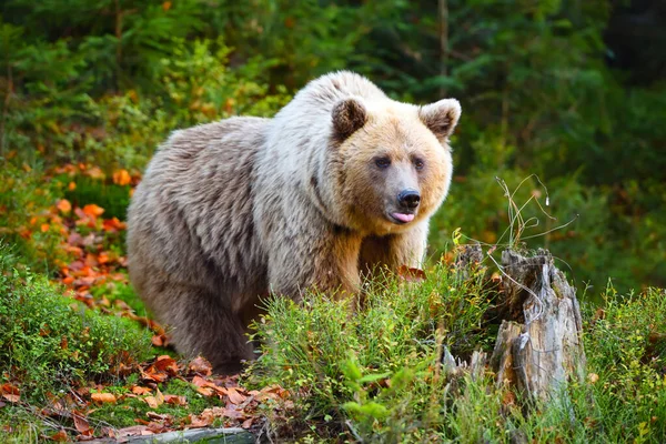 Young european brown bear in the authumn forest — Stock Photo, Image