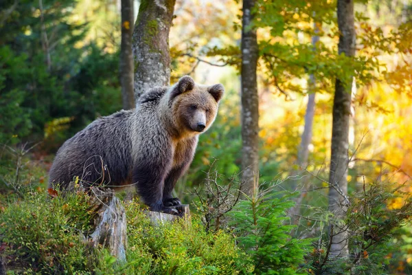 Молодой европейский бурый медведь в осеннем лесу — стоковое фото