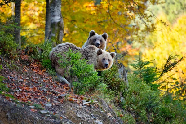 Два молодых бурых медведя в осеннем лесу — стоковое фото