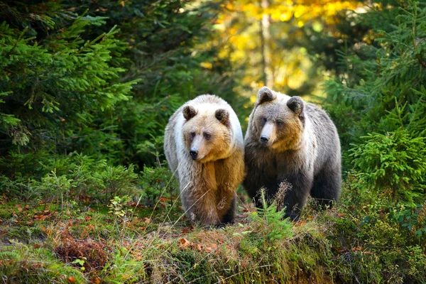 Dva mladí medvědi hnědí v lesích — Stock fotografie