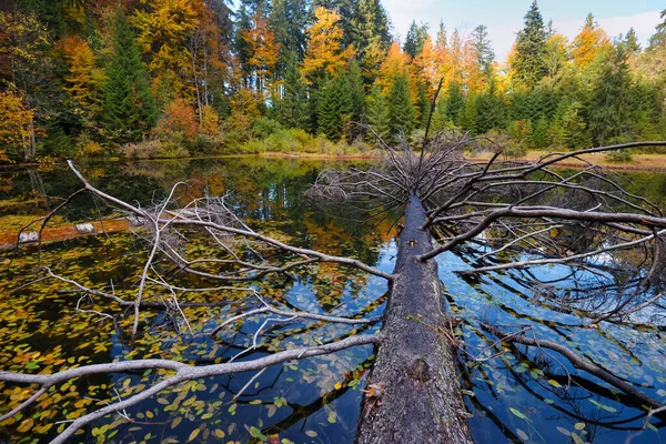 Paisagem incrível com um lago na floresta de outono — Fotografia de Stock