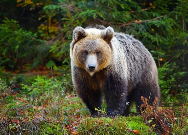Νεαρή ευρωπαϊκή καφέ αρκούδα στο αυθεντικό δάσος — Φωτογραφία Αρχείου