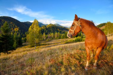 Gökyüzü ve sonbahar dağlarının arka planındaki bir dağda kahverengi at.