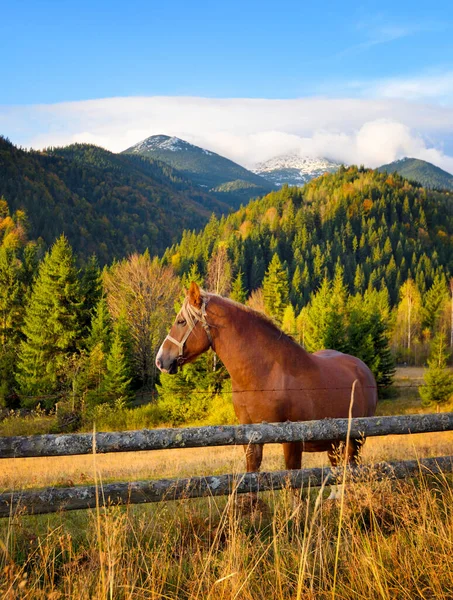 Hnědý kůň na horské pastvě za dřevěným plotem na b — Stock fotografie