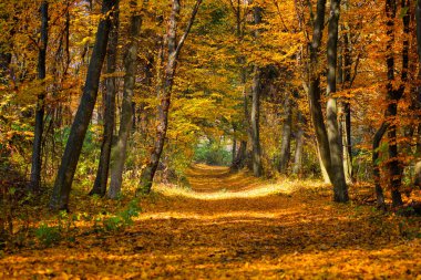 Güneş ışınları ile sonbahar ormandaki güzel gün