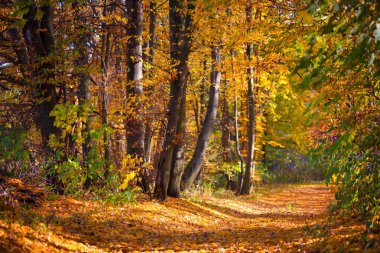 Güneş ışınları ile sonbahar ormandaki güzel gün
