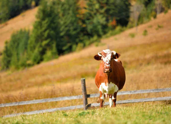 Bruine koe met een wit motief op een bergweide. — Stockfoto