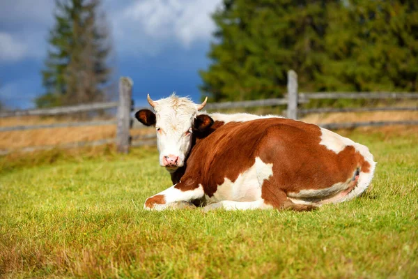 Hnědá kráva s bílým vzorem na horské pastvině. — Stock fotografie