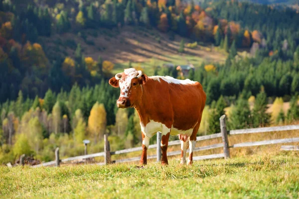 Brown cow with a white pattern on a mountain pasture.