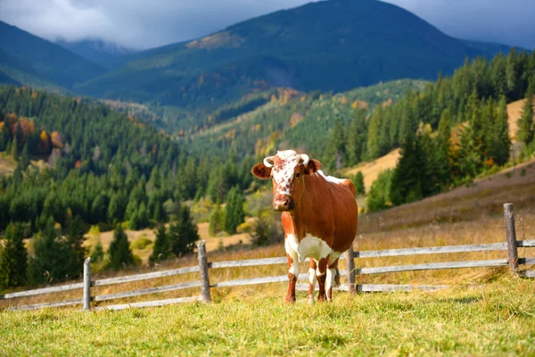 Bruine koe met een wit motief op een bergweide — Stockfoto