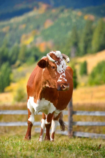 Vaca marrón con un patrón blanco en un pasto de montaña . — Foto de Stock