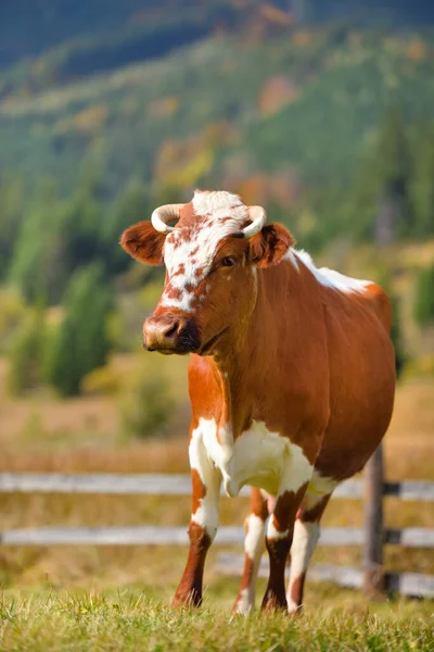 Коричневая корова с белым рисунком на горном пастбище . — стоковое фото