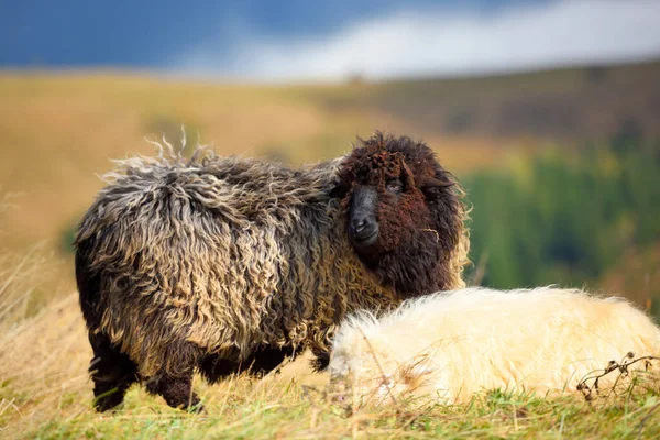 Des moutons dans un pâturage. Journée ensoleillée d'automne — Photo