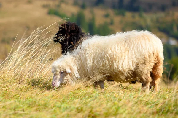 Sheep on a mountain pasture. Sunny autumn day — Stock Photo, Image
