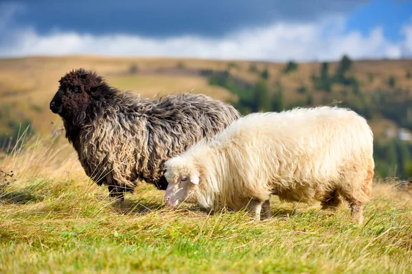 Sheep on a mountain pasture. Sunny autumn day — Stock Photo, Image