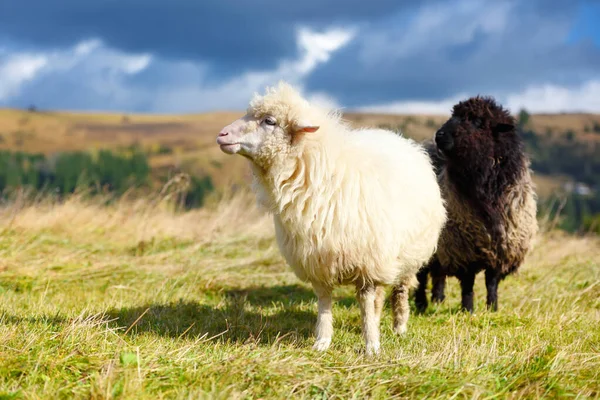 Schapen op een bergweide. Zonnige herfstdag — Stockfoto