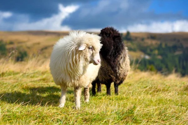 Dağ otlağındaki koyunlar. Güneşli bir sonbahar günü — Stok fotoğraf