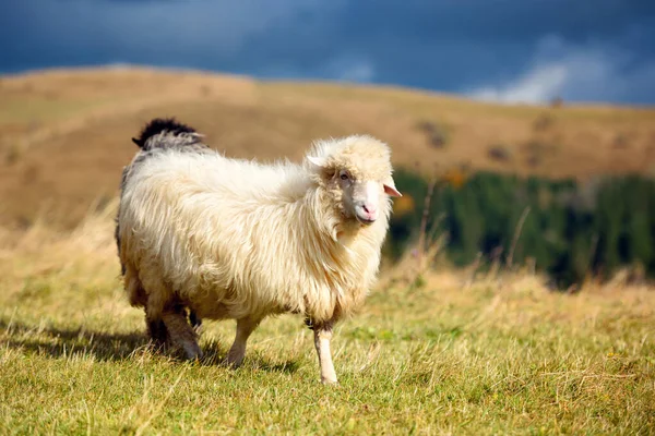 Uma ovelha branca em um pasto de montanha. Dia de outono ensolarado — Fotografia de Stock
