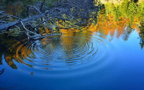 Runde Wellen aus einem abgeworfenen Kieselstein im Teich mit Reflexion des Herbstwaldes — Stockfoto