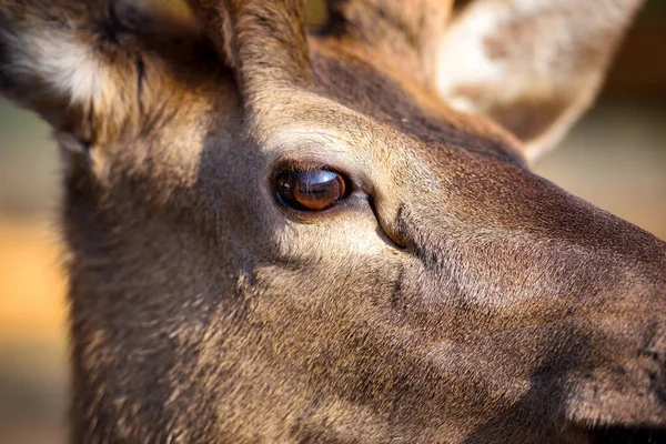 Oko mělkého jelena. Obrázek makra — Stock fotografie