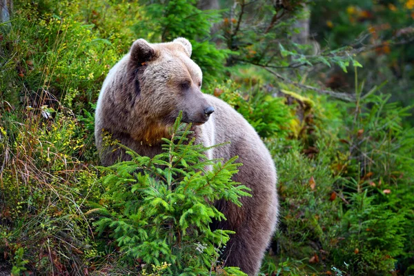 European brown bear in the autumn forest. Big brown bear in forest — Stock Photo, Image