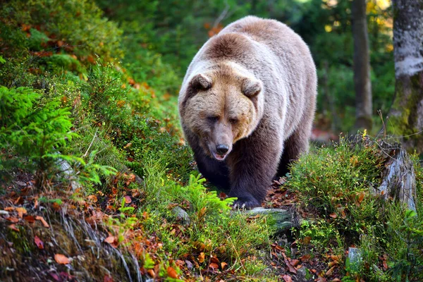 Ευρωπαϊκή καφέ αρκούδα το φθινόπωρο του δάσους. Μεγάλη καφέ αρκούδα στο δάσος — Φωτογραφία Αρχείου