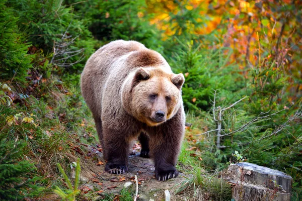 Sonbahar ormanındaki Avrupa kahverengi ayısı. Ormandaki büyük kahverengi ayı. — Stok fotoğraf