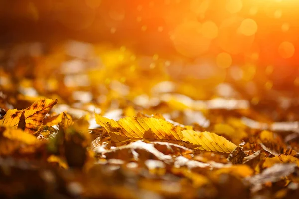 Красивый осенний фон с листьями и солнечными лучами — стоковое фото