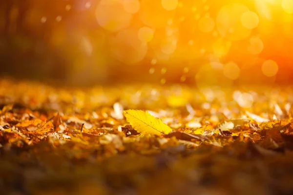 Hermoso fondo de otoño con hojas y rayos de sol — Foto de Stock