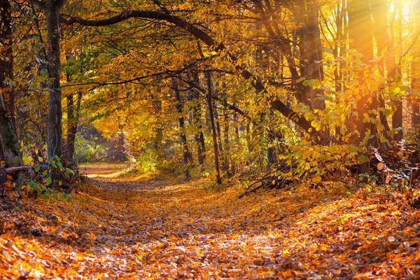 Belle journée dans la forêt d'automne avec des rayons de soleil — Photo