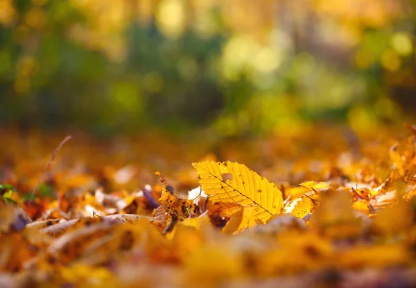 Hermoso fondo de otoño con hojas y rayos de sol — Foto de Stock