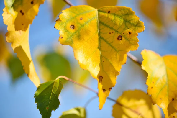 Beau fond d'automne avec des feuilles de bouleau sur le fond bleu ciel — Photo