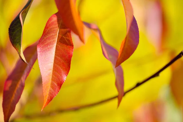 Schöner Herbsthintergrund mit hellen Blättern — Stockfoto