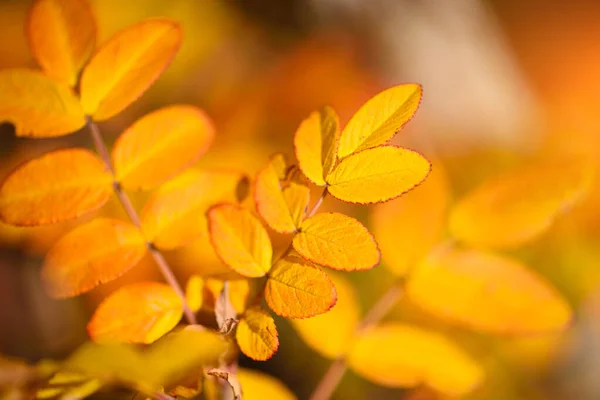 Hermoso fondo de otoño con hojas brillantes —  Fotos de Stock