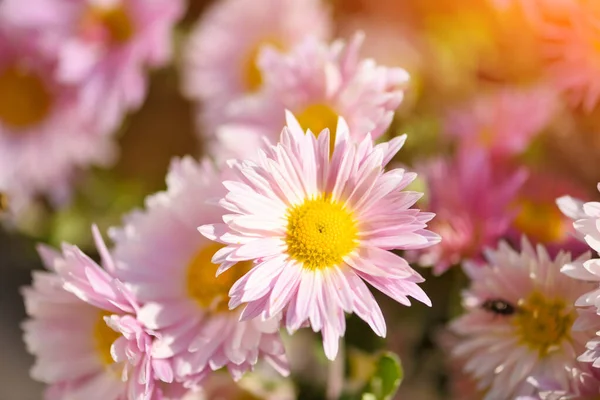 Vackert rosa krysantemum blommar i höstträdgården — Stockfoto