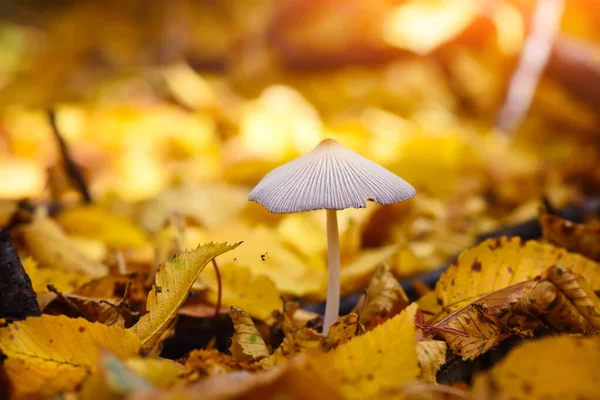 Coprinopsis svamp mellan färgglada blad i höstskogen — Stockfoto