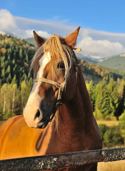Коричневая лошадь на горном пастбище за деревянным забором — стоковое фото