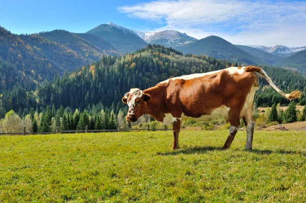 Brown cow with a white pattern on a mountain pasture — Stock Photo, Image