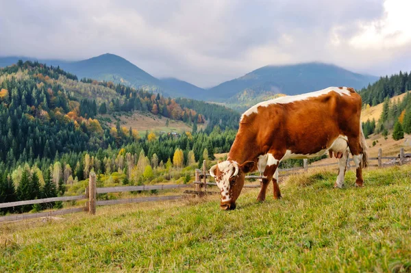 Brown cow with a white pattern on a mountain pasture.
