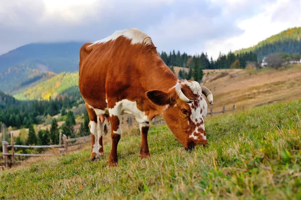 Brown cow with a white pattern on a mountain pasture.