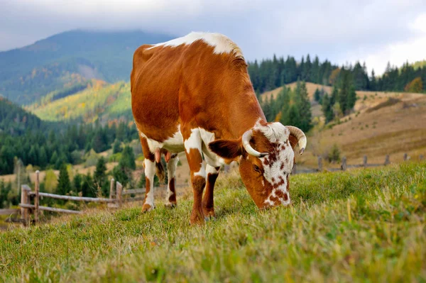 Vaca marrom com um padrão branco em um pasto de montanha . — Fotografia de Stock